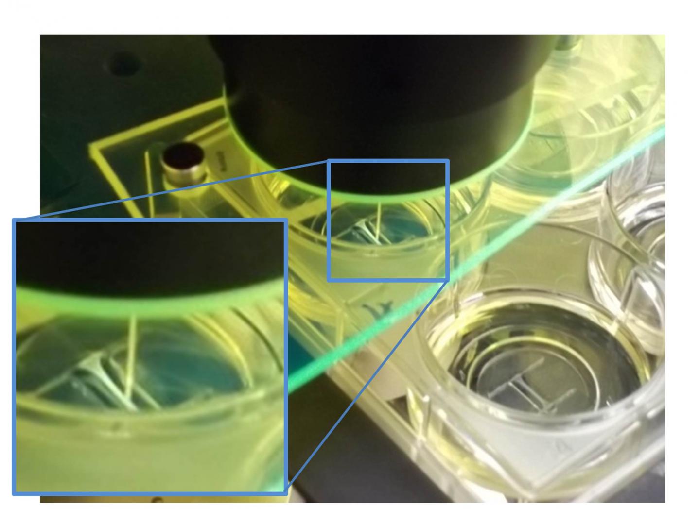 I-Wire Heart-on-chip