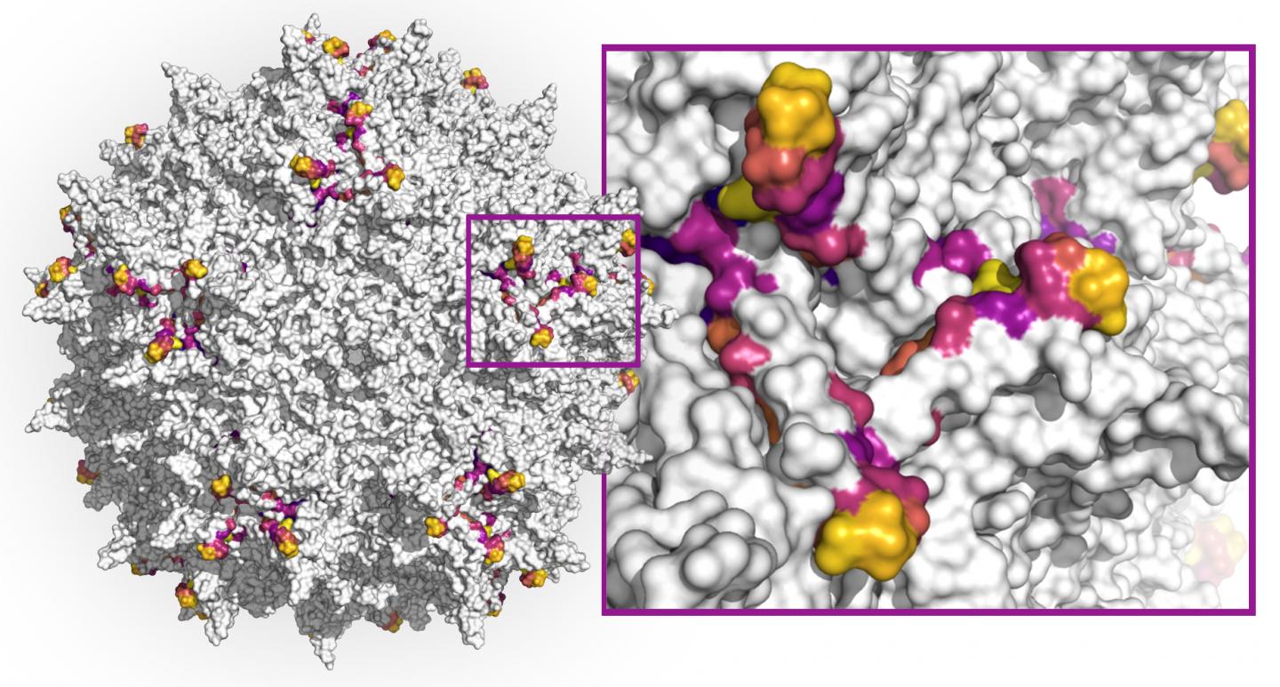 Machine learning how to make better AAV capsids for gene therapy