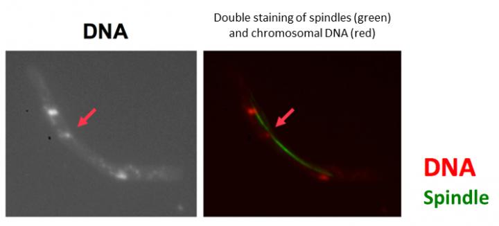 DNA Staining