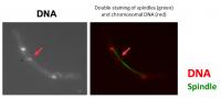 DNA Staining