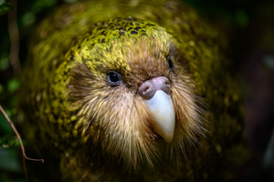 Close-up of kākāpō