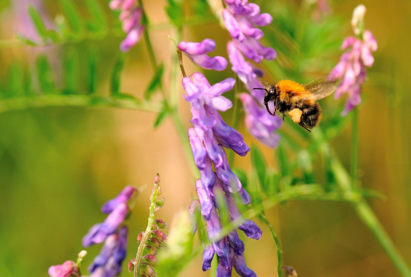 <i>Bombus pascuorum</i>
