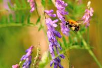 <i>Bombus pascuorum</i>