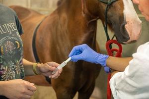 A pad impregnated with human odor presented to a horse