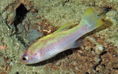 Spot-Tail Golden Bass