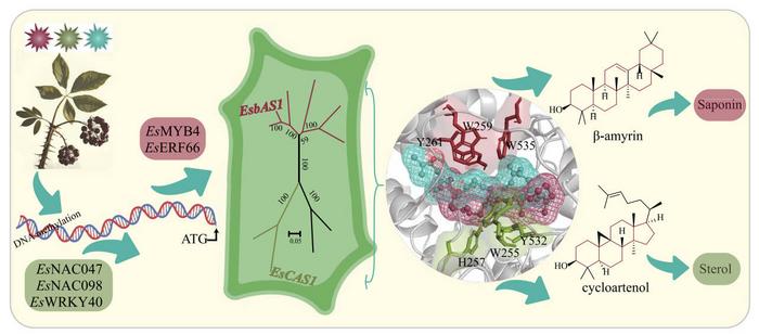 Mechanism of EsOSC regulation of E. senticosus saponin synthesis.