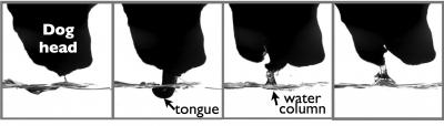 Studying Fluid Dynamics Using Nature