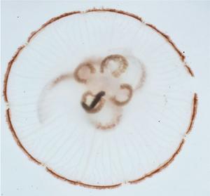 fig 1b
