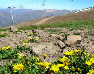 Dandelion