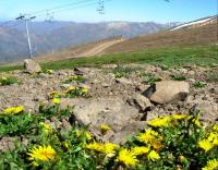 Dandelion