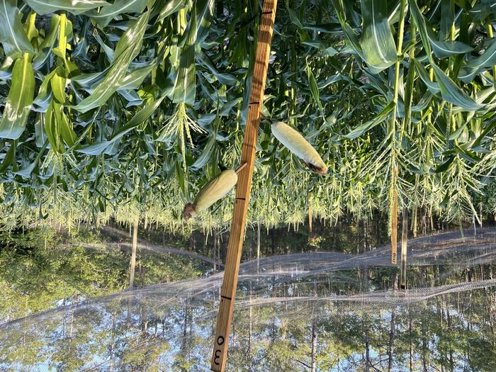 Wooden stake presenting corn during the Stick Trials