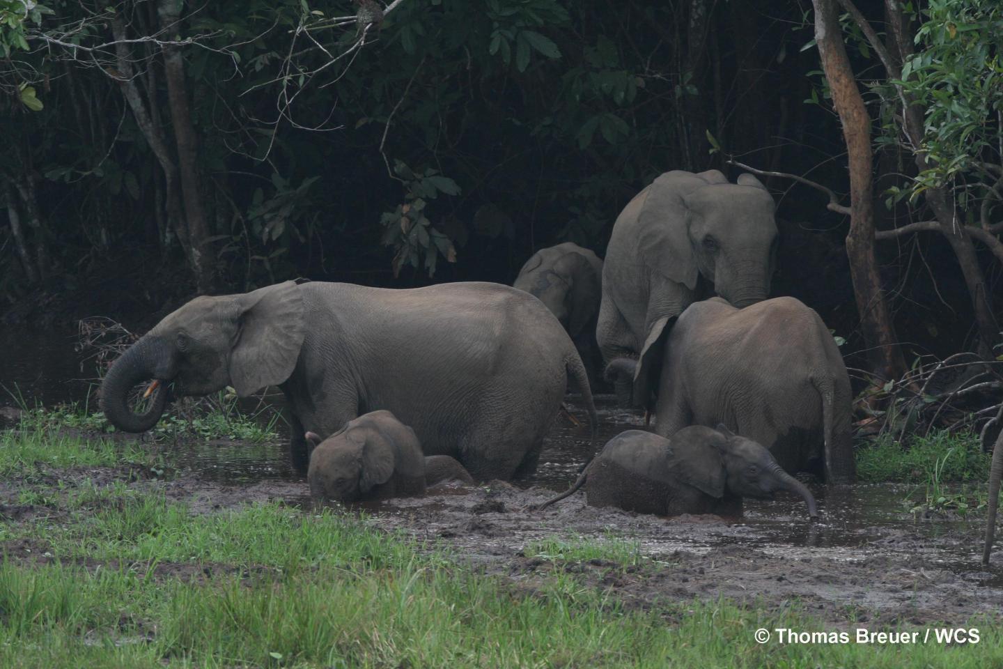 Forest Elephants
