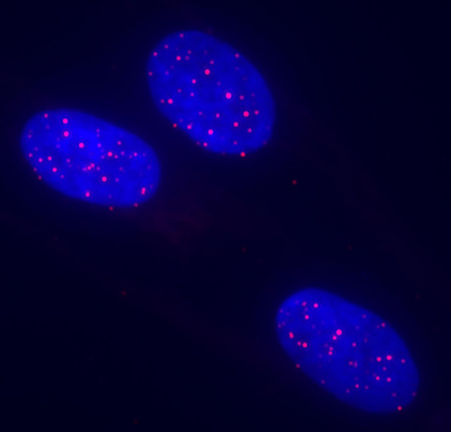 Stem Cells