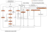 ER Stress Network Model