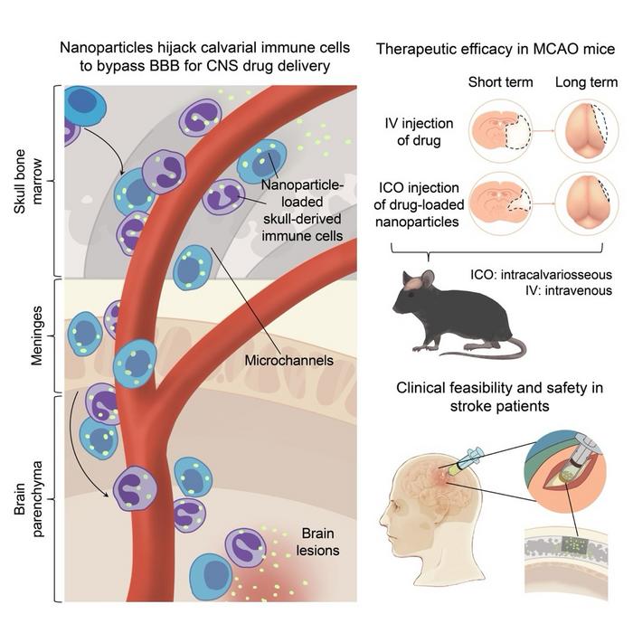 Nanoparticles hijack calvarial immune cells to bypass BBB for CNS drug delivery and stroke therapy