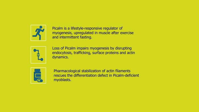 New Protein Discovered as Key to Muscle Formation: PICALM Responds to Training and Fasting
