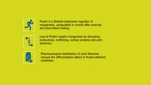 New Protein Discovered as Key to Muscle Formation: PICALM Responds to Training and Fasting