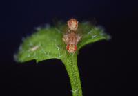 Mating <i>Scaptomyza</i> Flies