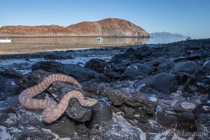 Angel Island Rattlesnake