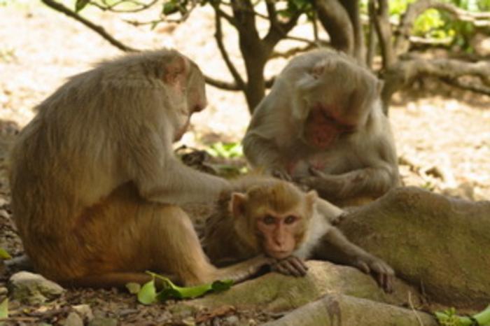 Social Monkeys