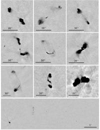 Enlarged images from the VLA-COSMOS 3 GHz Large Project
