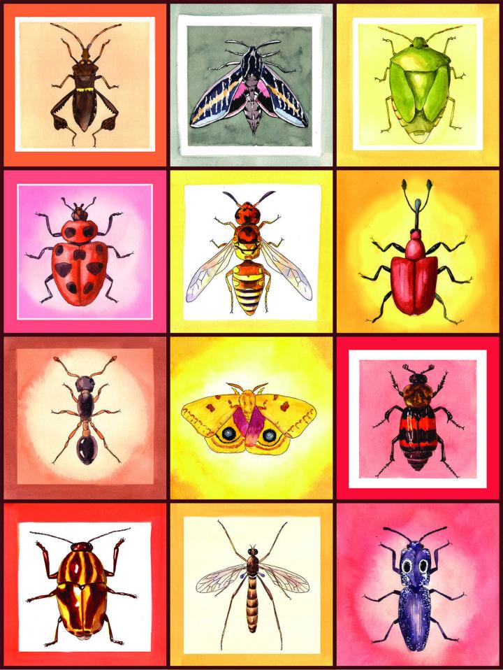 Insects Make Up The Majority Of Animal Species