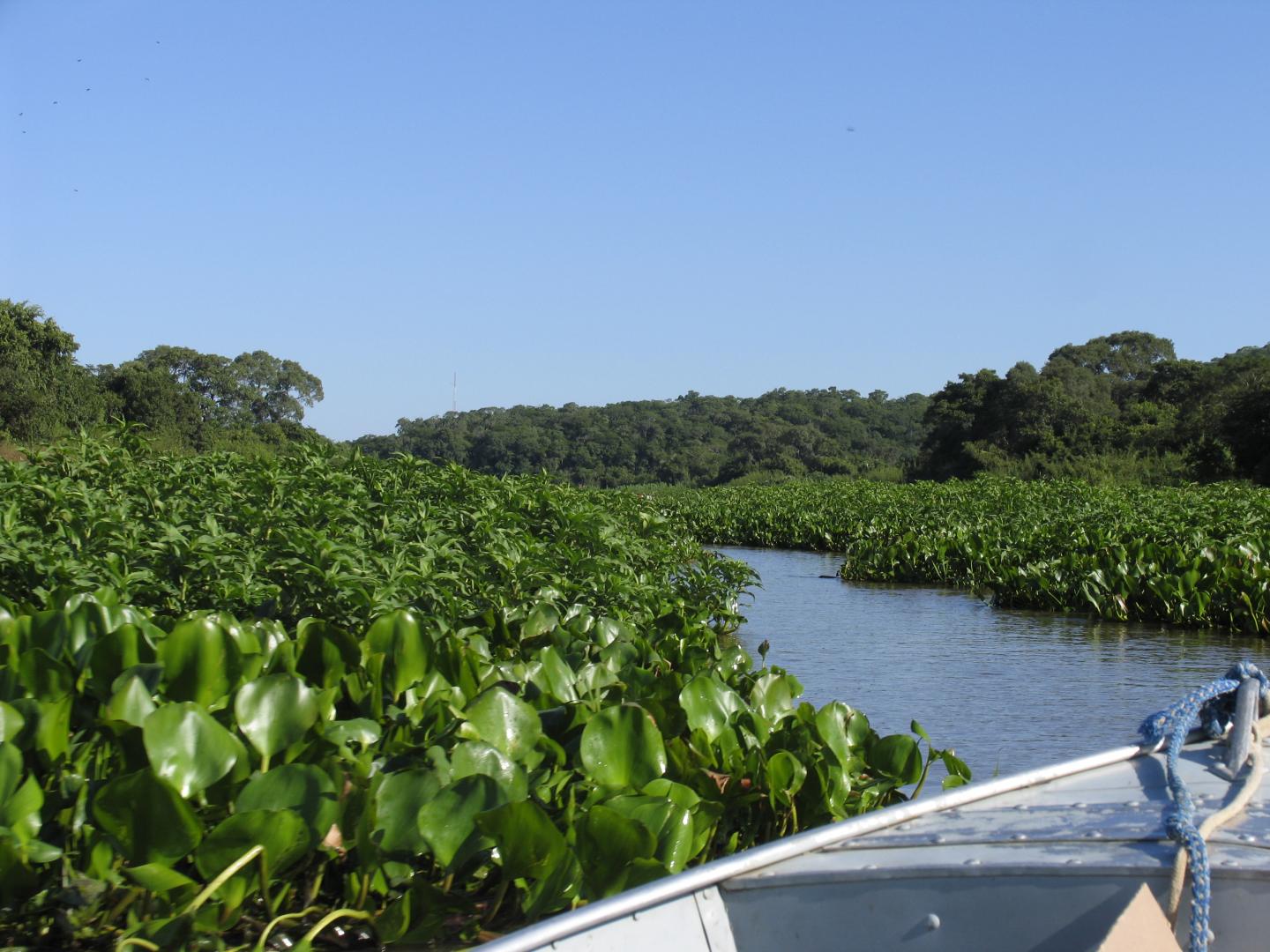 Pantanal