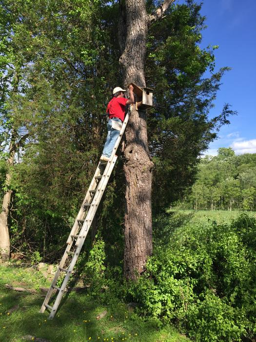 Nest box monitoring, New Jersey.