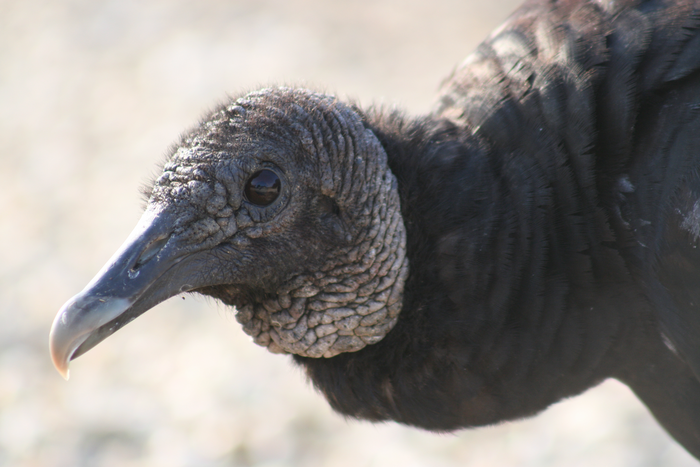 Black vulture