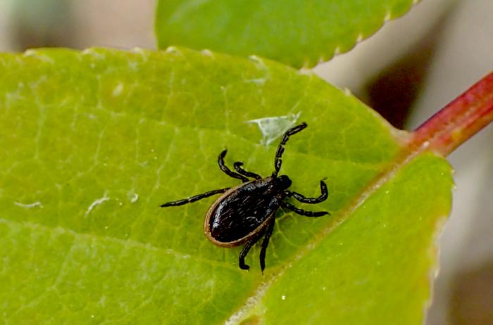 Eastern Black-legged Tick Ixodes scapularis