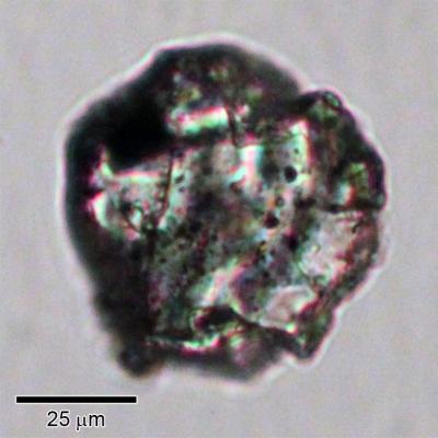 Asteroid Dust
