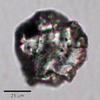 Asteroid Dust