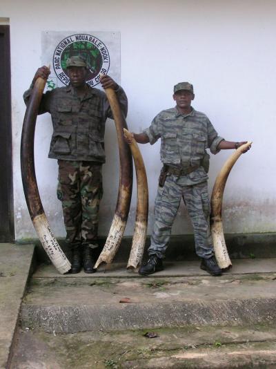 Ivory Tusks