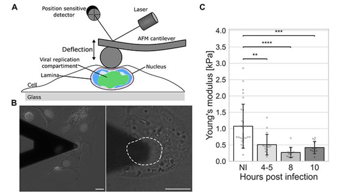 Nucleus softens during herpesvirus infection