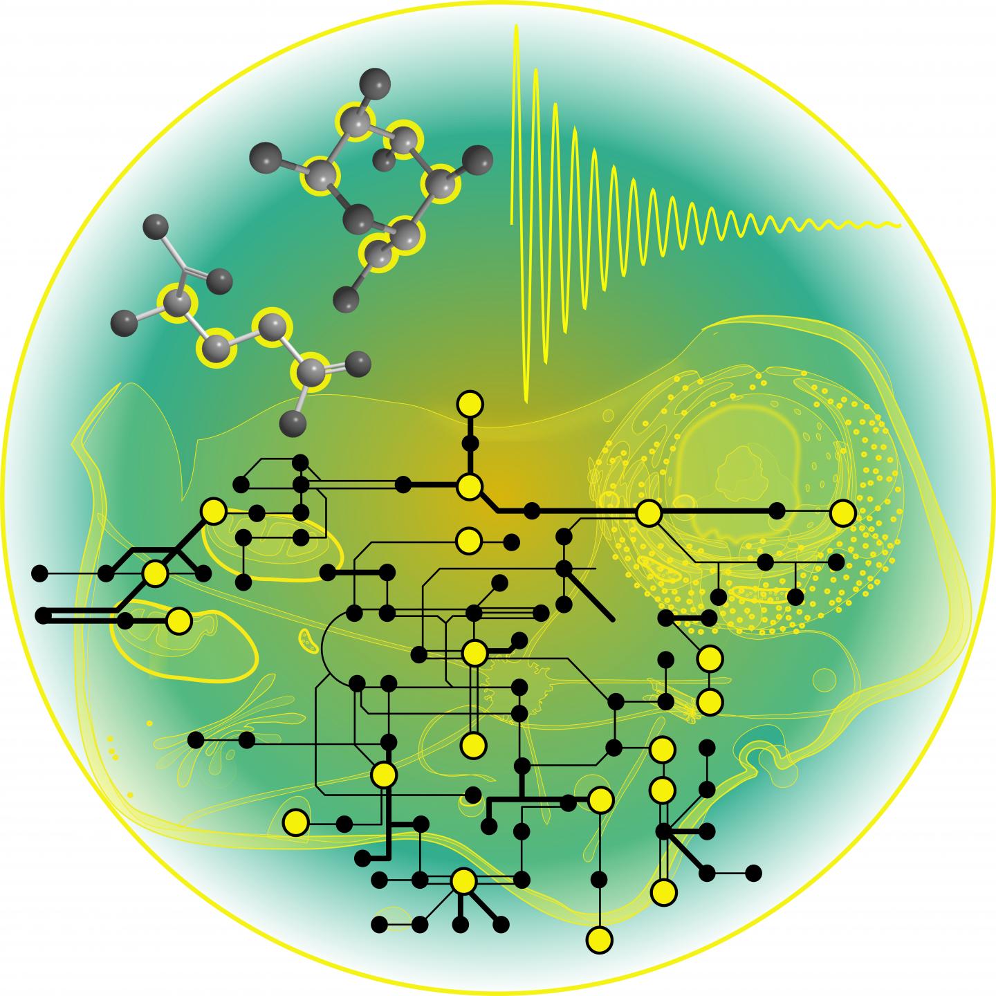 Metabolic Fluxes in Cells