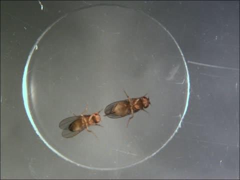 A Slow-motion Video of a Male and Female Fly Courting, Then Copulating