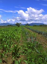 Intercropping