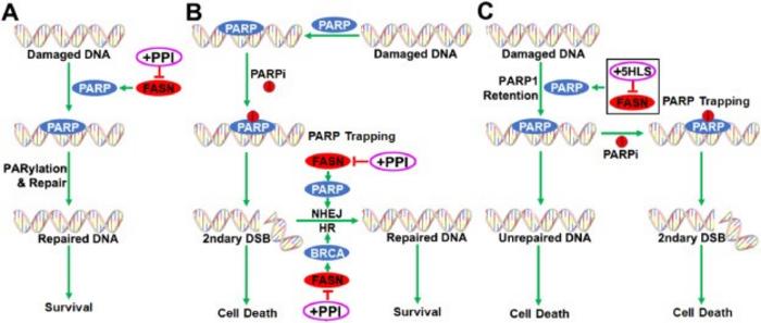 Model of PPI and PARPi combination synergy.