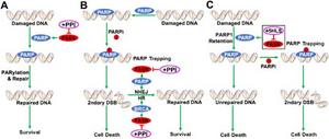 Model of PPI and PARPi combination synergy.