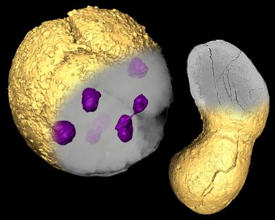 Doushanto Fossils Neither Embryos nor Animals (2 of 3)