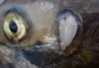 Chinook Otolith in Sac