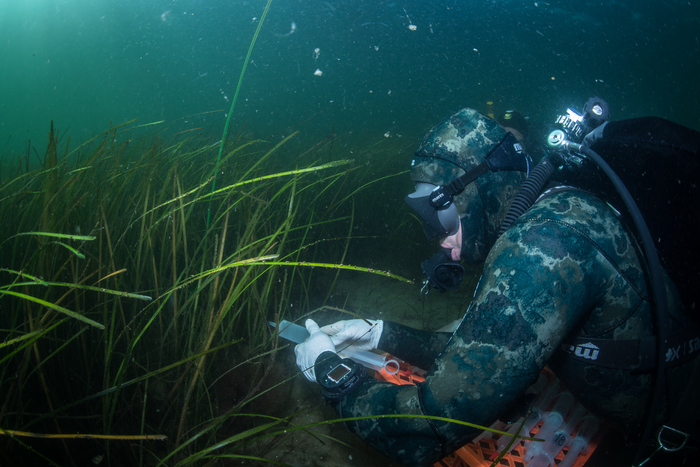 Divers take water samples in the seagrass meadow