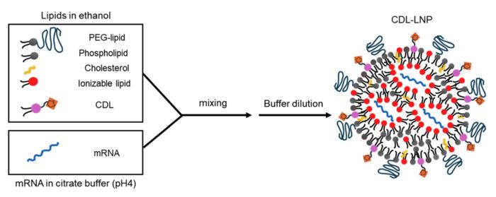 Schematic depiction of the lipid nanoparticle preparation