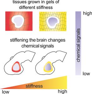 Tissues grown in gels