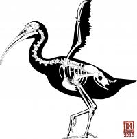 <I>Xenicibis</I> Skeleton