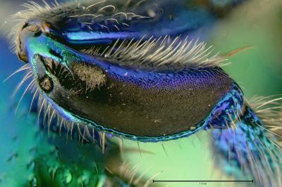 Evolving Orchids Needed Bees but Not Vice Versa (6 of 9)