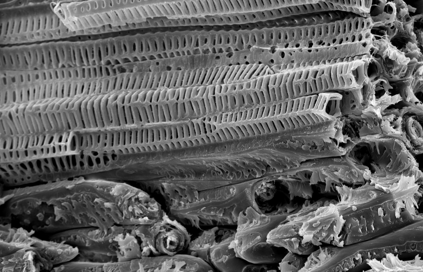 Vessel Elements in the Coconut Endocarp