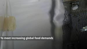 Light and flow-guided aquaculture systems enable automated transfer of aquatic organisms