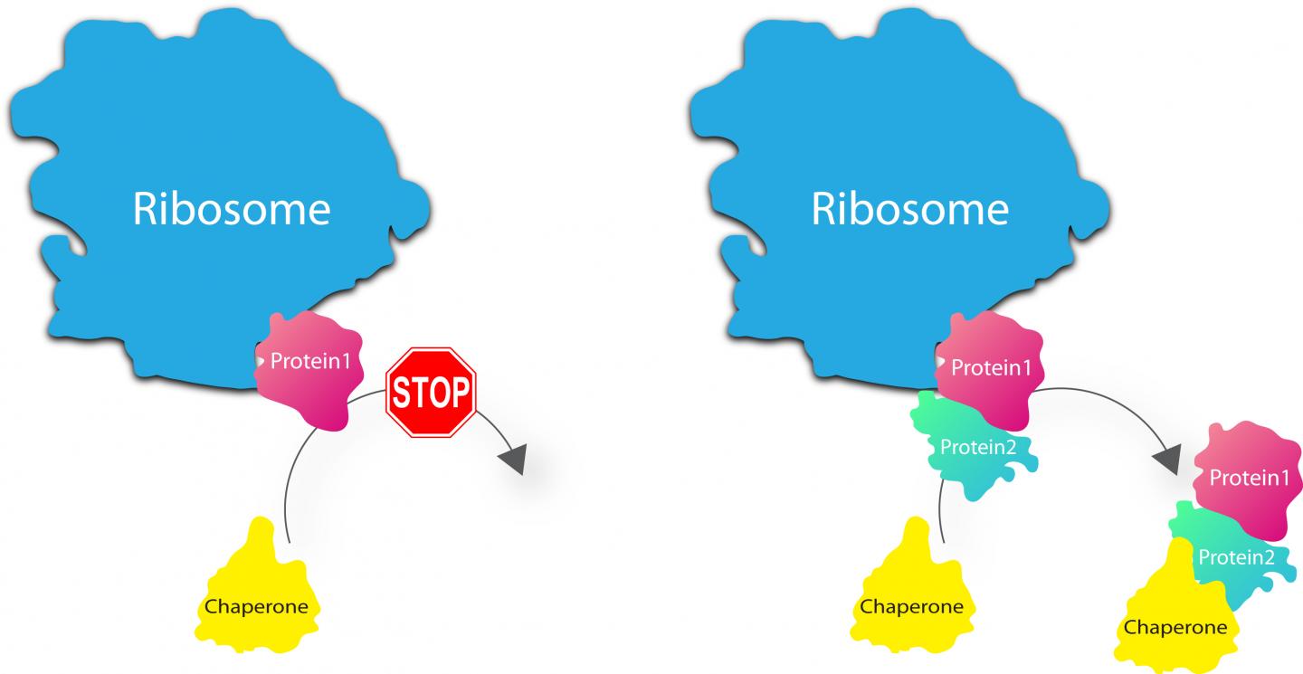 Ribosomal Quality Control
