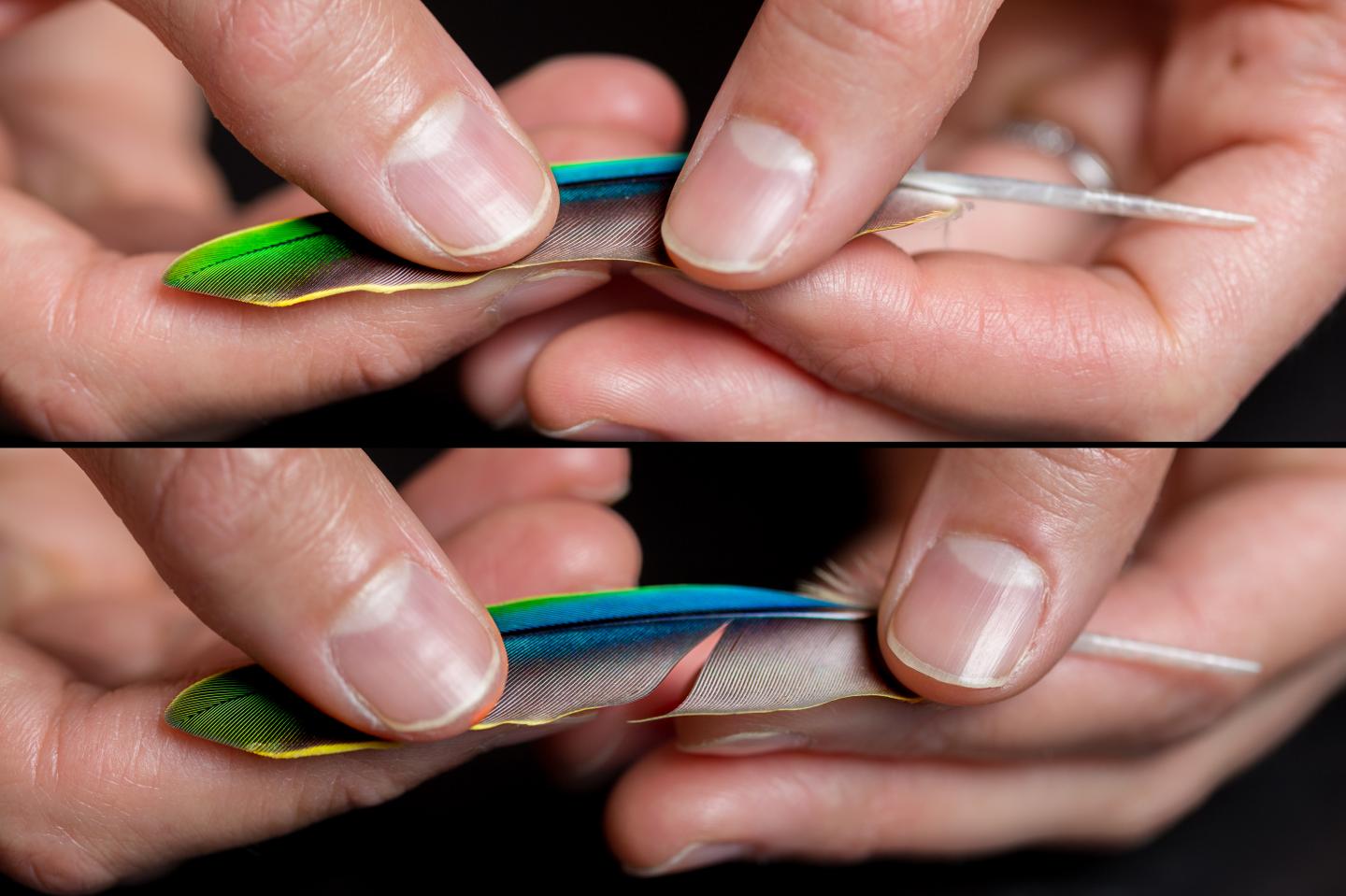 Feather Zipping and Unzipping